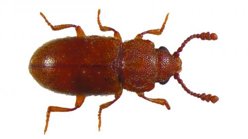 Réf. 220 637 : Cryptophagus pallidus